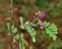 Image result for Tephrosia polystachya