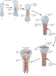 The shaft is composed of compact bone surrounding this page is about compact bone labeled diagram,contains anatomy & physiology i bis 240: 6 4 Bone Formation And Development Anatomy Physiology
