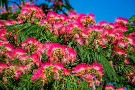 Image result for Albizia zimmermannii