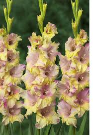 Gladiolus Mon Amour Glaieuls Planter Des Fleurs Glaieul
