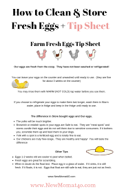 How To Clean And Store Fresh Eggs New Mom At 40
