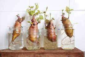 35 Foods You Can Regrow From Scraps Inside Your Own Home Growing Sweet Potatoes Sweet Potato Plant Indoor Vegetable Gardening