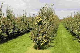 Brentwood, ca 94513 (on the ne. Fruit Tree Farms Tree Farming Information Farms Com