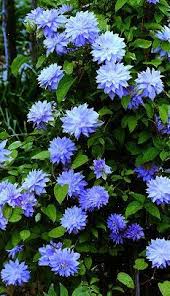 Rosengarten Zweibrucken R Duft Kletterrose Im 4 L Container Gartenarbeit Zweibrucken Rosen Union Klematis Clematis Pflanzen Garten Pflanzen