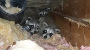 Raccoons are ubiquitous in the united states, so they will roam wherever they. Can A Dog Help Keep Raccoons Away