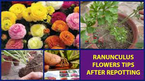 How To Get Bushy And More Ranunculus Flowers After Repotting Persian B In 2020 Ranunculus Flowers Ranunculus Flowers