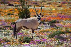 Brendan was a real historical figure who traveled extensively in europe. 12 Top Rated Tourist Attractions In The Northern Cape Planetware