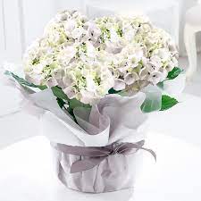 A stunning selection of beautiful floral arrangements and bouquets all featuring hydrangeas for delivery in canada. White Hydrangea Plant Rioja