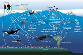The Bottom Of The Arctic S Food Web Is Of Top Importance Frontiers For Young Minds