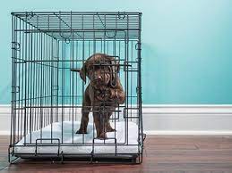 We did not find results for: Pet Transport Shipping Uship Canada
