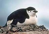 Chinstrap penguins are inhabitants of the cold regions of antarctica. Chinstrap Penguin Facts Diet Habitat Information
