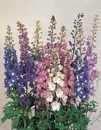 Benary S Pacific Giant Mix Delphinium Pkt 40 50 Seeds Delphinium Larkspur Flower Seeds