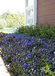 Pin On Plants For Shady Landscapes