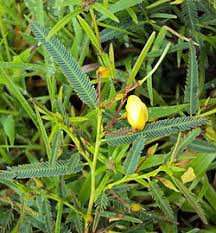 Image result for Chamaecrista mimosoides