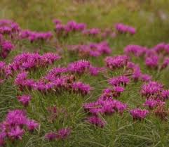 Image result for Vernonia schlechteri