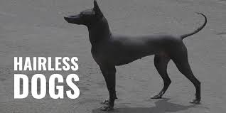 Find out below if a hairless dog is right for you and which breed would suit you best. Hairless Dogs List Of Hairless Dog Breeds Genetics Grooming Faqs