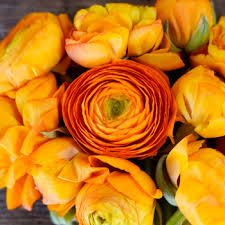 Orange Flowers Fiftyflowers