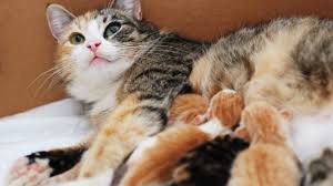 She likes to keep her independence in case she has kittens in need of prioritizing. 5 Reasons A Mother Cat Might Abandon Or Reject Her Young Cattime