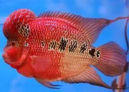 Kolam Ikan Minimalis Untuk Ikan Arwana Dan Ikan Air Tawar Carak Us Ikan Akuarium Ikan Eksotis Cichlids