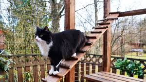 Our selection of high quality wood and wire outdoor cat enclosures allow you to provide your cat a safe environment. Catio 101 Tips To Create Outdoor Cat Enclosures For Your Cat