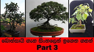 It takes a few months before the branches are set in their new position (s). Bonsai Sinhala How To Make A Bonsai Tree Step By Step Part 3 Youtube