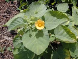 Image result for Sida ovata