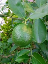 Senem Adli Kullanicinin Genclik Panosundaki Pin