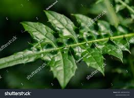 Image result for Acanthus montanus