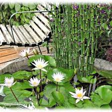 It prefers full sun to part shade and grows 24 to 30 tall. Starter Pack Mini Ponds Tubs Barrels New Pond Kit Pond Plants Uk Pond Plants Mini Pond Pond Kits