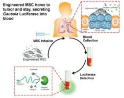 How many meals a day do you have? 231 A Stem Cell Approach For Cancer Blood Test Molecular Therapy