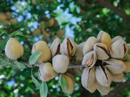 Maybe you would like to learn more about one of these? Green Almond Health Benefits And Their Culinary Uses The Times Of India