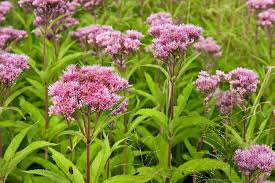 Joe pye weed (eutrochium purpureum) is a tall native plant that flowers late in the season. Eupatorium Joe Pye Weeds
