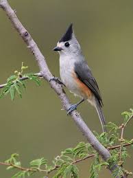 Birds Of East Texas Photos Pin On East Texas Piney Woods