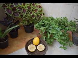 طريقة زراعة النعناع من حزمة نعناع من الخضري و كوب ماء فقط في اقل من 12 يوم Youtube Planting Herbs Plants Flowering Trees