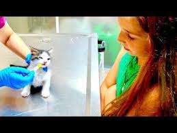 Kedi Sahiplendim Hayallerim Gercek Oldu Ecrin Su Coban Fenomenler Hayaller Kedi