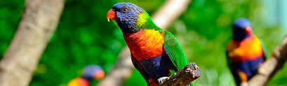 Aves products enable artists to design, create, build & restore at extraordinary levels for over 35 years. Aves Avian