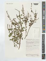 Image result for Orthosiphon thymiflorus