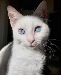 Omg!What a cute Cat!🙀Blue eyes💙🌀Rate the cuteness......