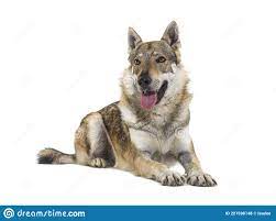 Pantering Av Czechoslovakisk Wolfdog Som Ligger Framför Arkivfoto - Bild av  bakgrund, inget: 221596148