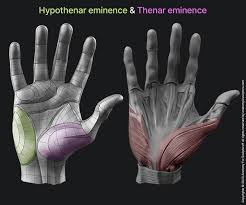 Image result for Hand Anatomy
