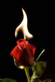 Gothic Roses Wallpaper Wallpapersafari Rose Wallpaper Gothic Rose Burning Flowers