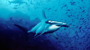 We did not find results for: Over 30 Endangered Species In T T Half Of Them Live In The Ocean Loop Trinidad Tobago