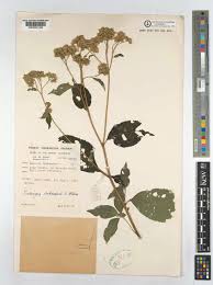 Image result for Bothriocline