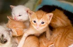 Caring For Abandoned Kittens Cutestcatsandkittensever Kitten Care Kitten Cat Care