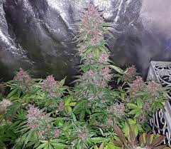 Here are some of the best led grow light strips that you can find in the market today. Which Led Grow Lights Are Best For Growing Cannabis Grow Weed Easy
