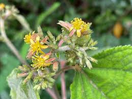 Image result for Triumfetta