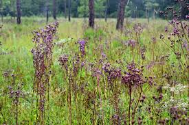 Image result for Vigna oblongifolia
