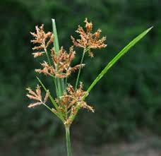 Image result for Cyperus nduru