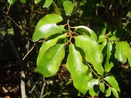 Image result for Olacaceae