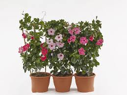 Image result for dipladenie sanderi obrázek